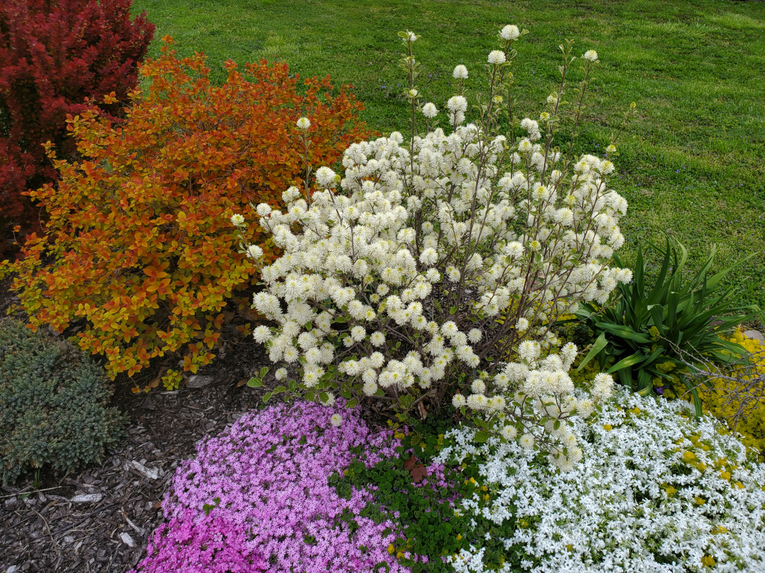 Fothergilla shrub, Spirea ‘Double Play Big Bang’, Orange Rocket barberry shrub (Berberis thunbergii ‘Orange Rocket’), phlox (Phlox subulata)