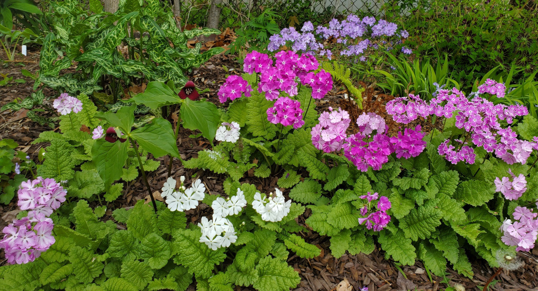 Sieboldii primrose (Primula sieboldii), Trillium sulcatum, Phlox divaricata, Arum italicum ‘White Winter’