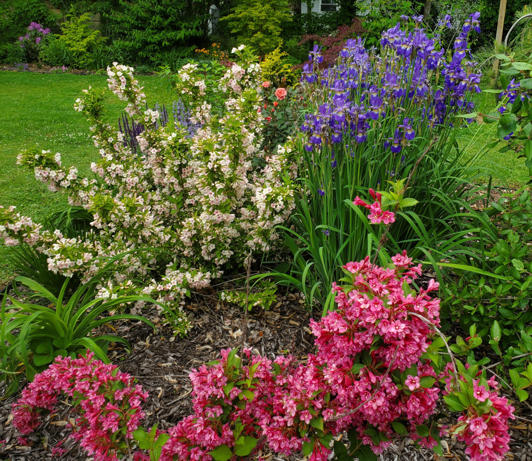 Weigela, ‘Sonic Bloom’, Siberian iris, Iris hybrids, Coral Knockout roses