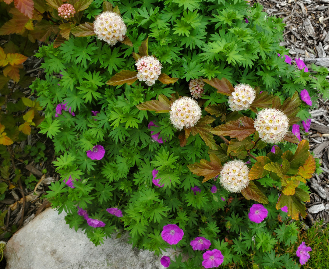 Amber Jubilee ninebark shrub with Alpenglow hardy geranium