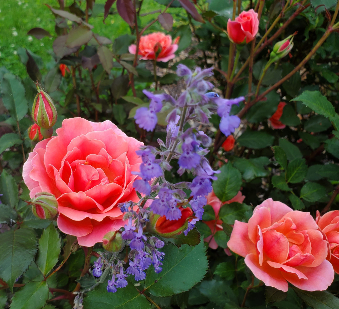 Coral Knockout roses with Walker's Low catmint