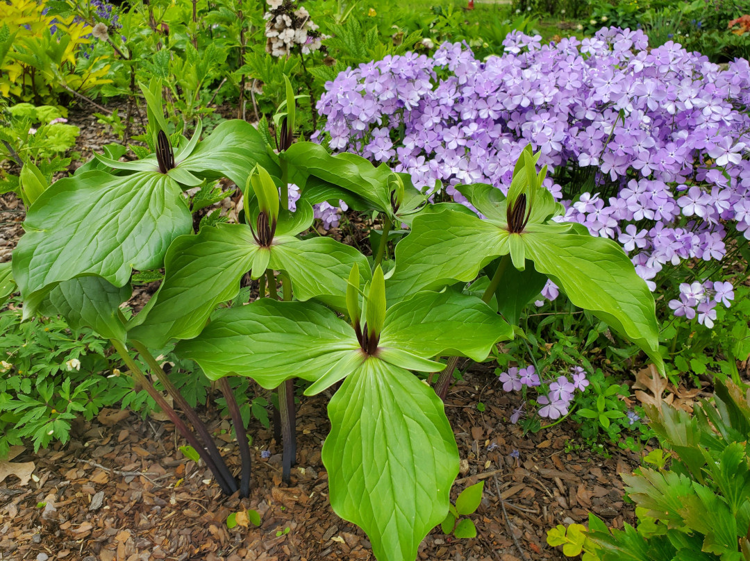 Trillium viridescens (Zone 5 - 9) with Phlox divaricata