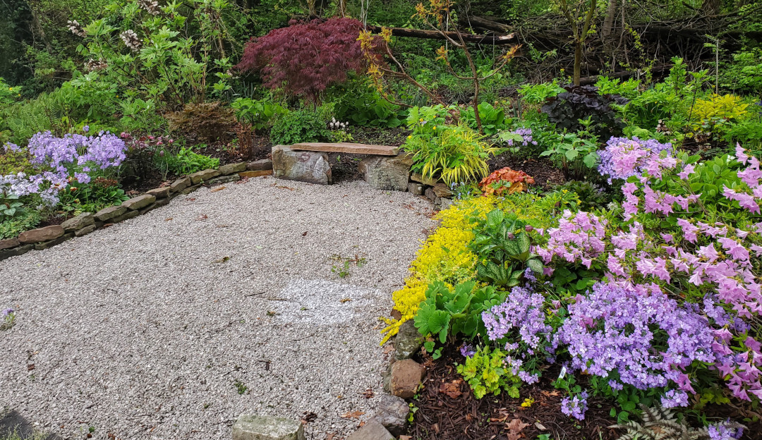 Azalea poukhanense, Phlox divaricata, Girard's Rose azalea, Tamukeyama Japanese maple, golden creeping Jenny, and Alice oakleaf hydrangea