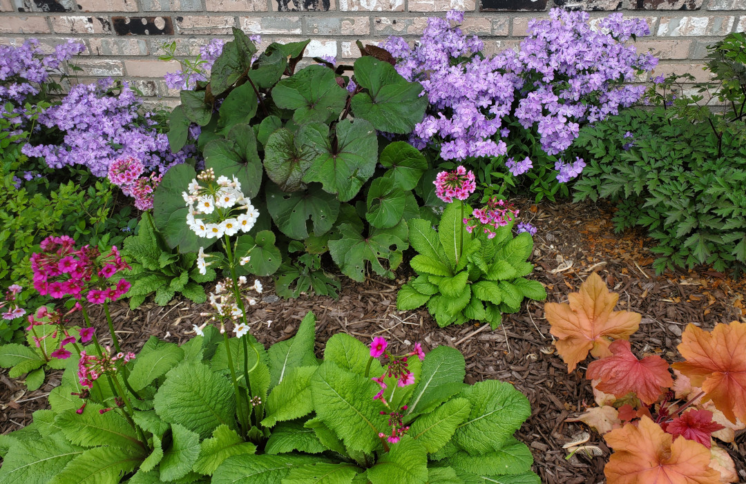 Primula japonica ‘Miller's Crimson’ & hybrid seedling, Heuchera, Phlox divaricata, and Othello ligularia