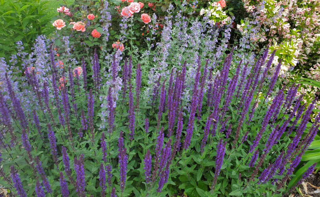 Caradonna salvia (Salvia ‘Caradonna’, Zone 4 - 8), Walker's Low catmint, Coral Knockout rose.