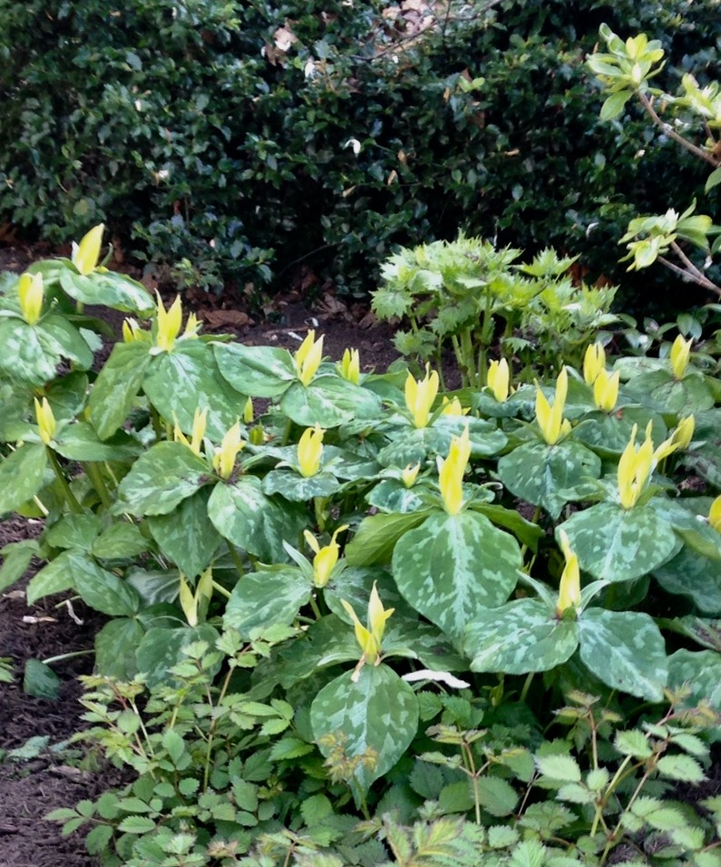 Trillium luteum