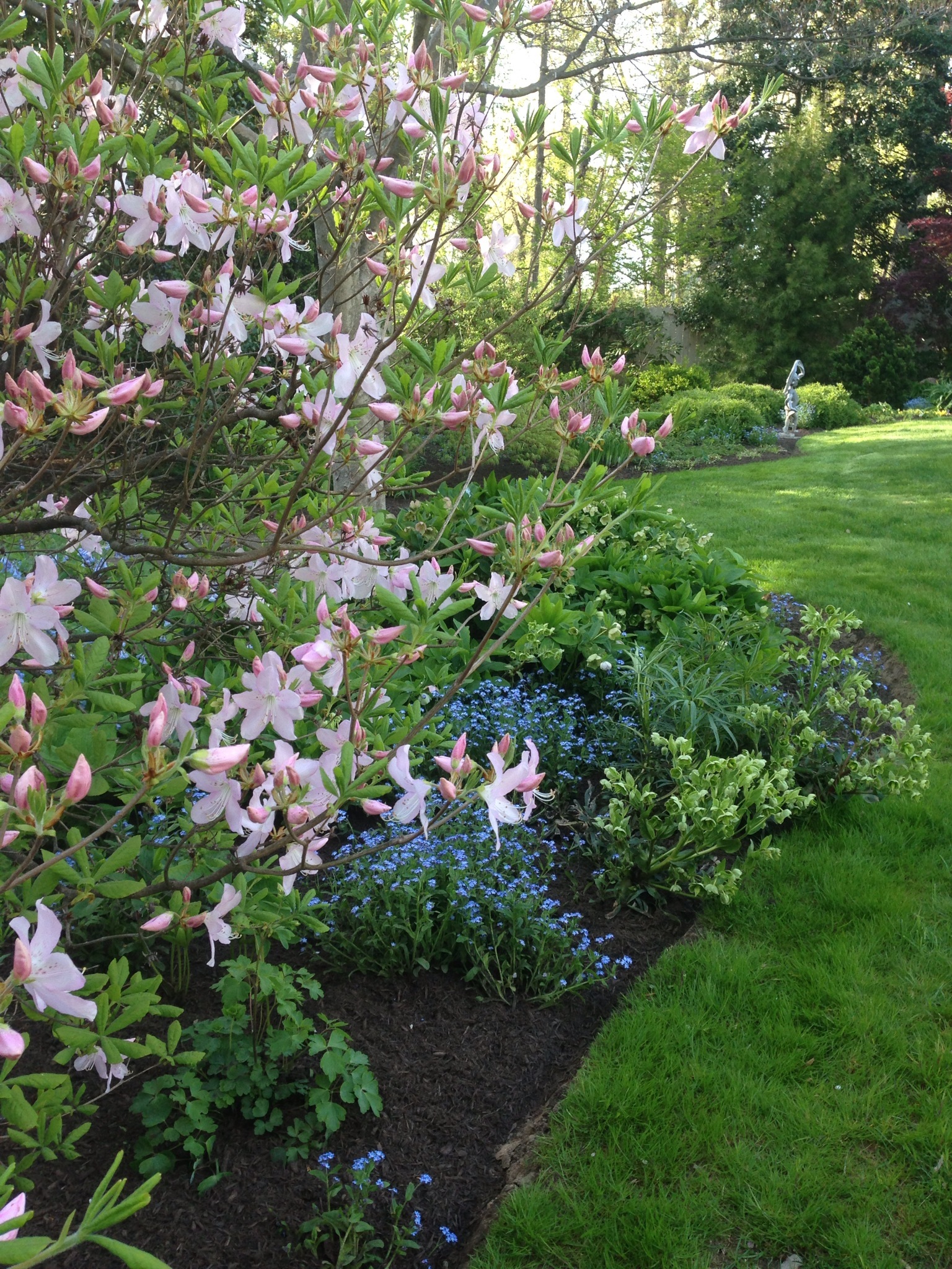 Rhododendron schlippenbachia, Helleborus, Myositis sylvatica 