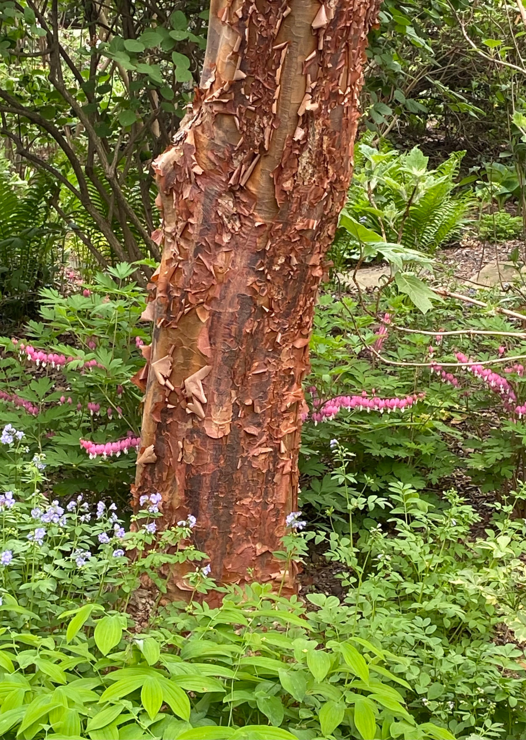 Acer griseum, Dicentra spectabilis, Jacob’s ladder