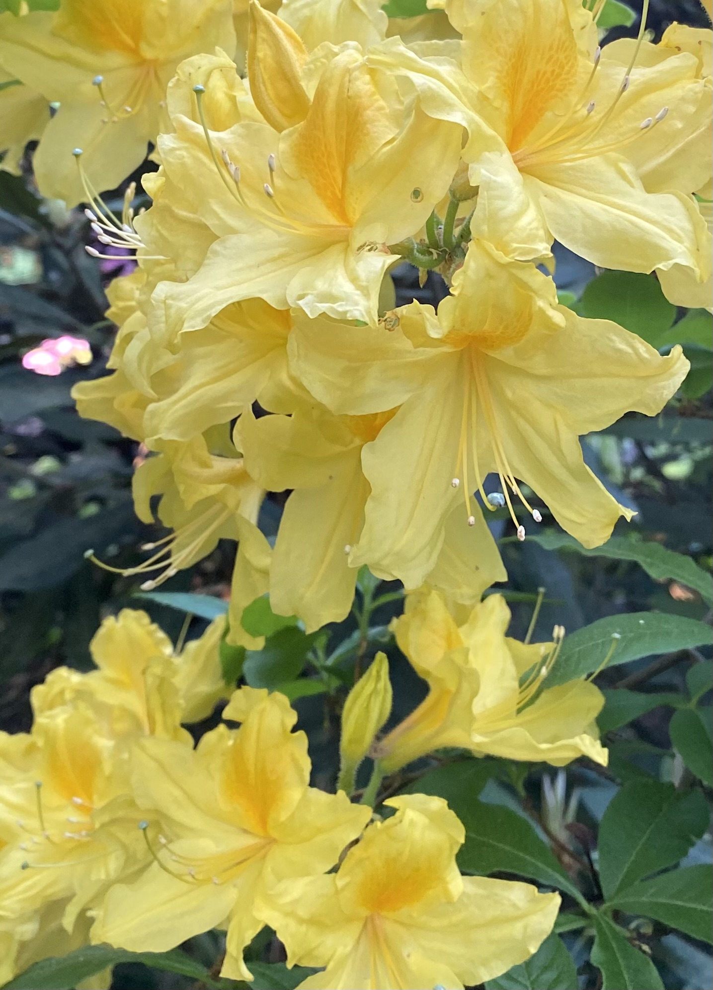 Deciduous azalea