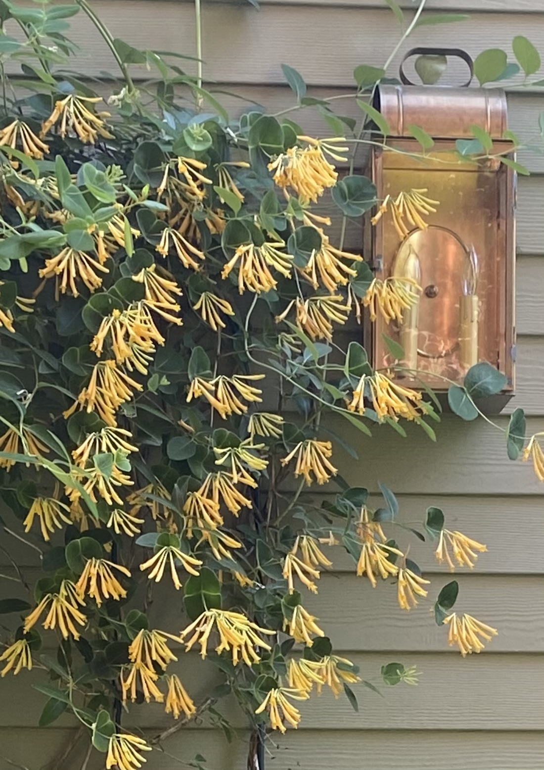 coral honeysuckle on the garden house wall.