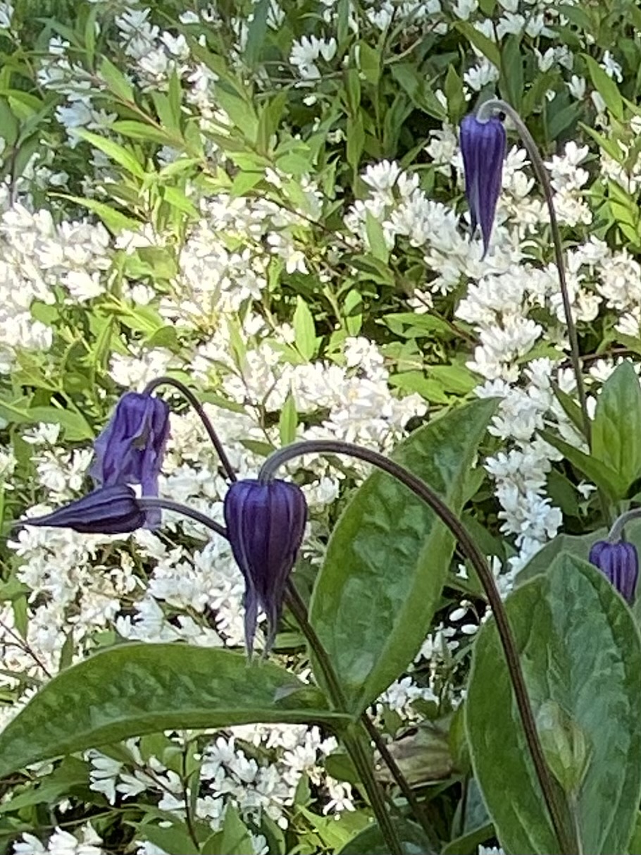 Deutzia ‘Nikko’ and Clematis integrifolia