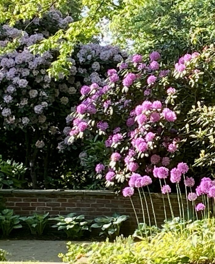 purple flowers