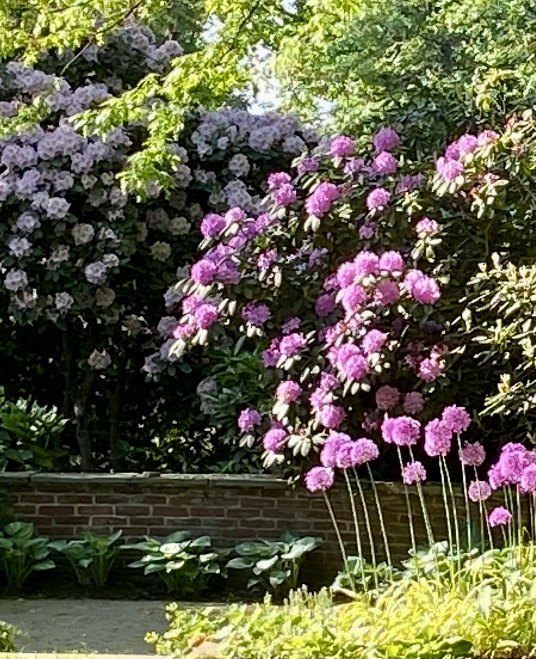 Rhododendron ‘Janet Blair’, Rhododendron ‘Roseum Elegans’, Allium ‘ Purple Sensation’, Hosta ‘June’ 