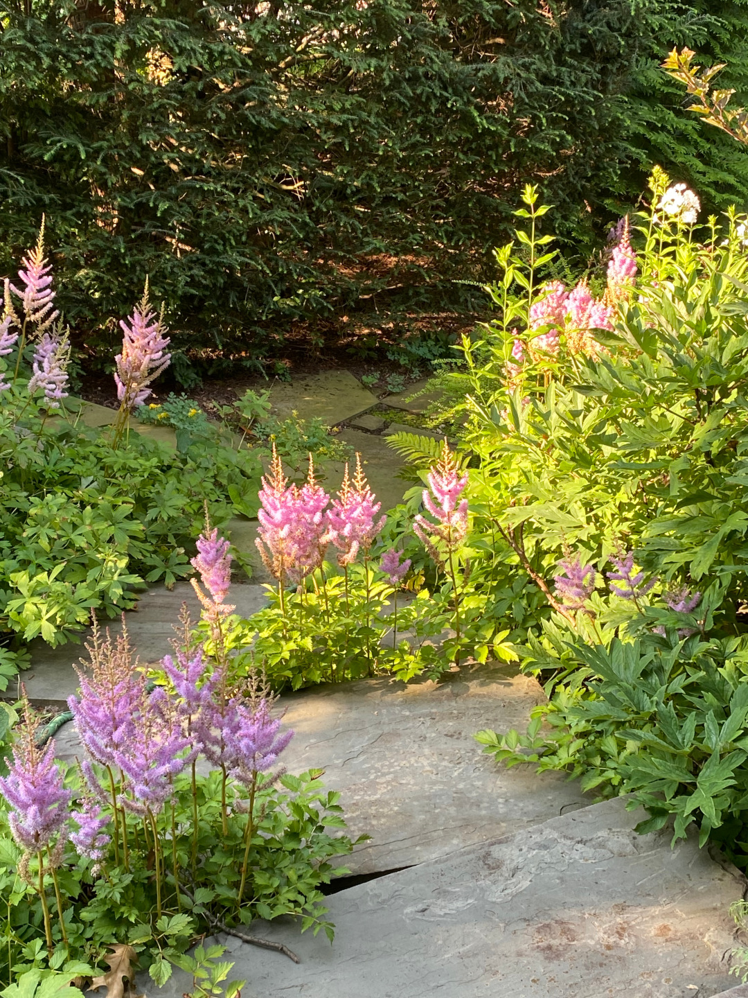 Astilbe