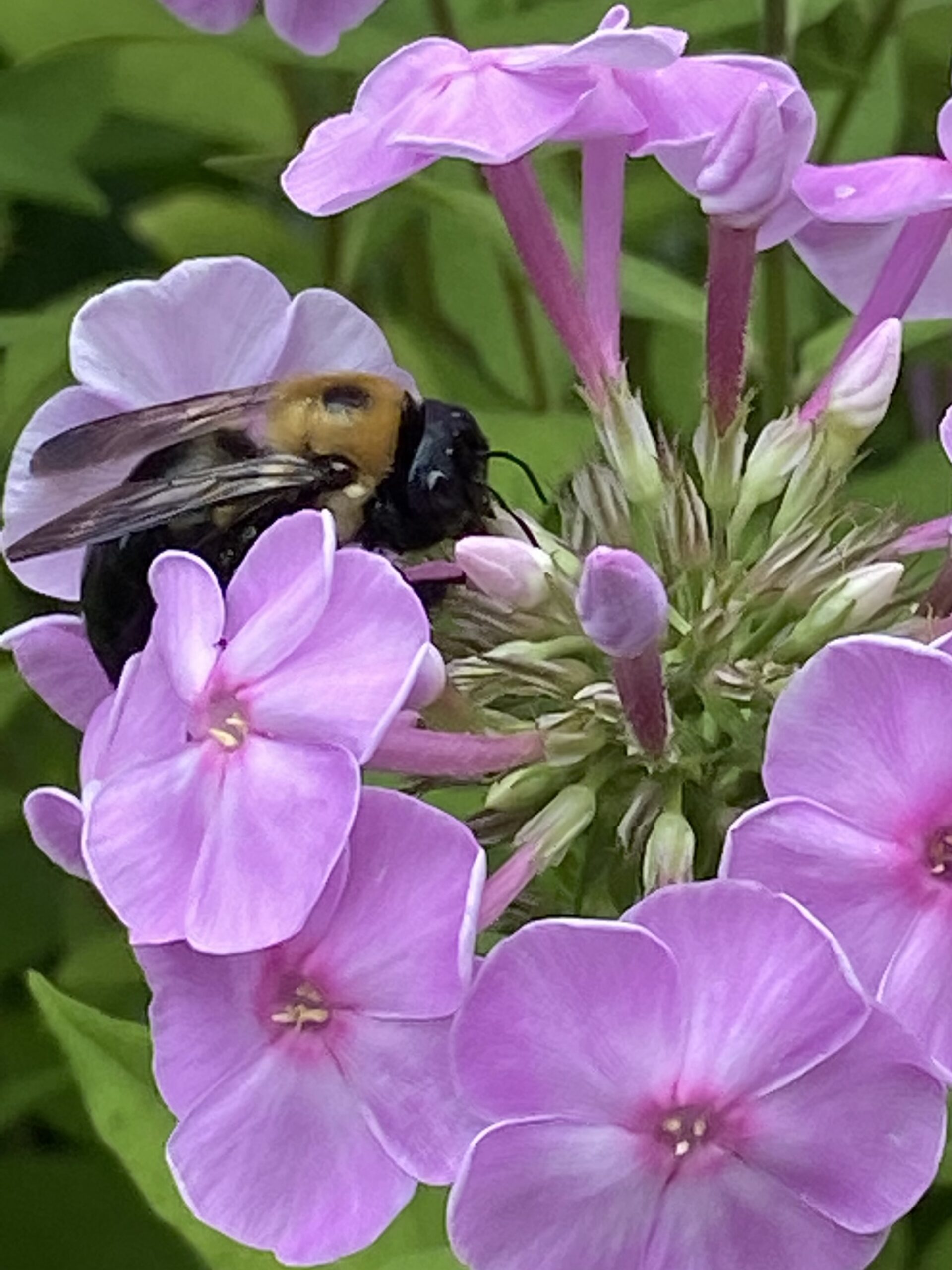 Phlox paniculata with a bee checking it out