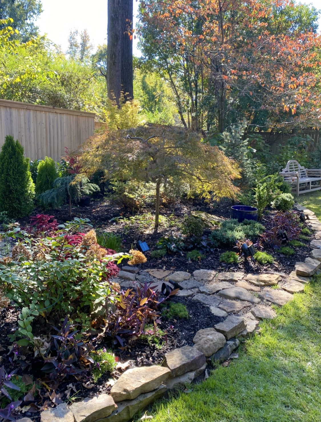 Japanese maples (Acer palmatum, Zone 5 – 9) and conifers