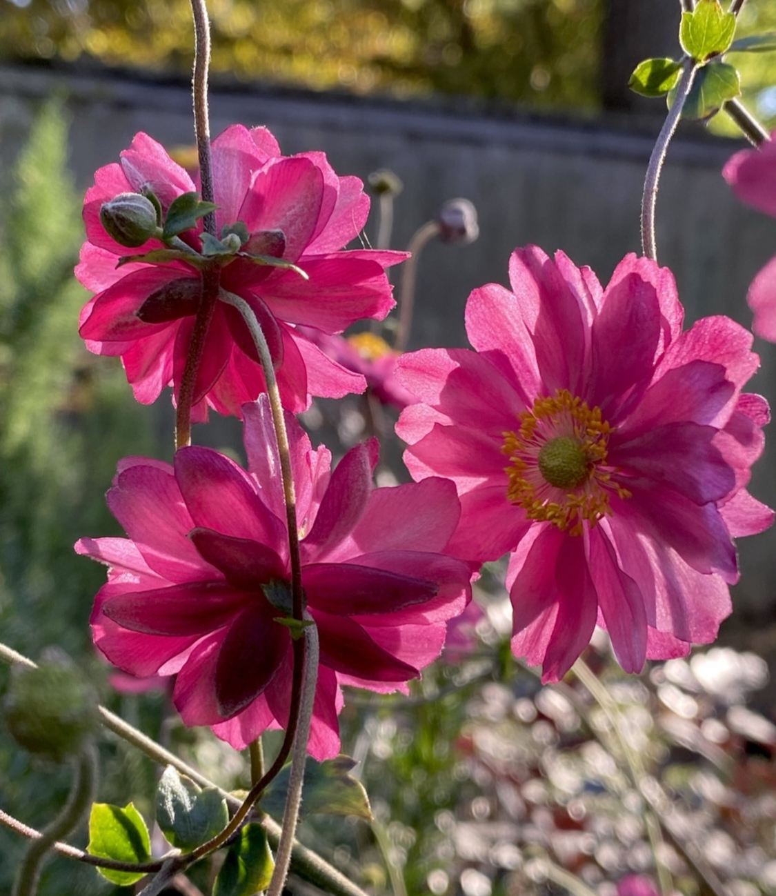 Japanese anemones