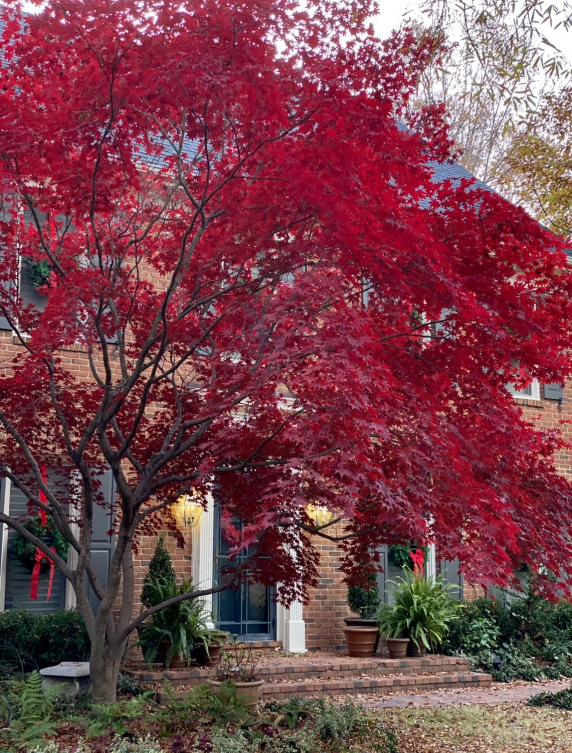 Bloodgood Japanese maple