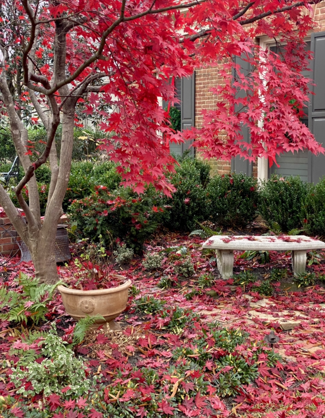 Fall Japanese maple foliage 