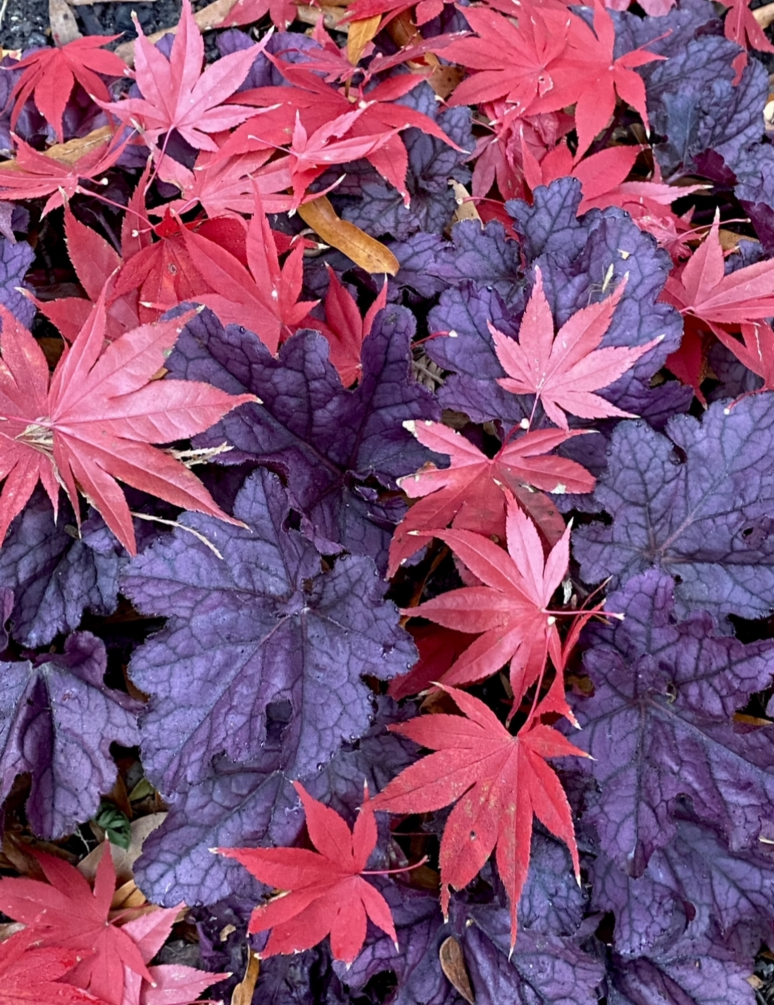 fallen Japanese maple leaves with Heuchera ‘Wild Berry’