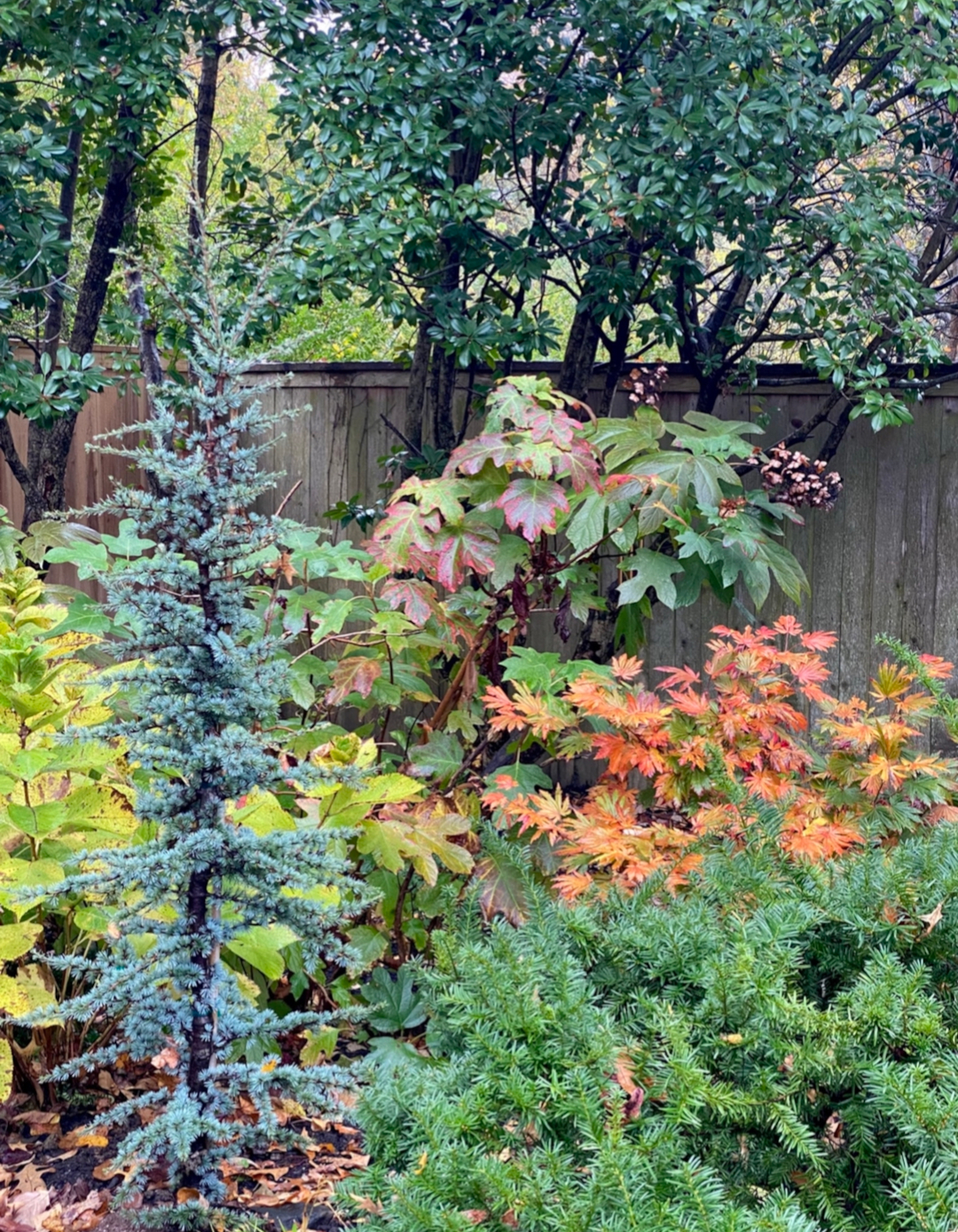 Horstmann blue atlas cedar 