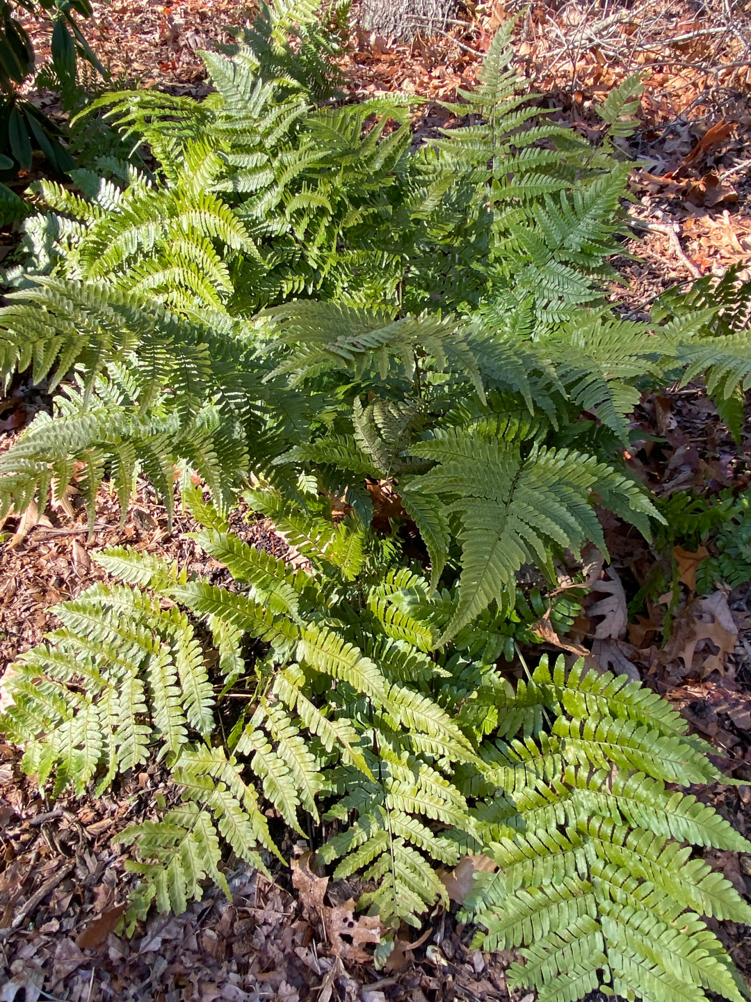 Autumn fern