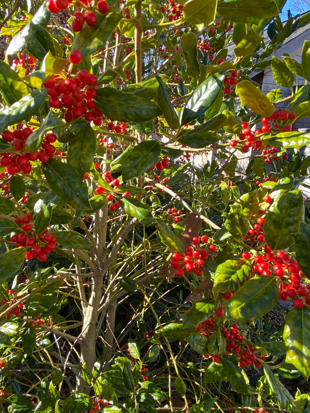 Bright holly berries