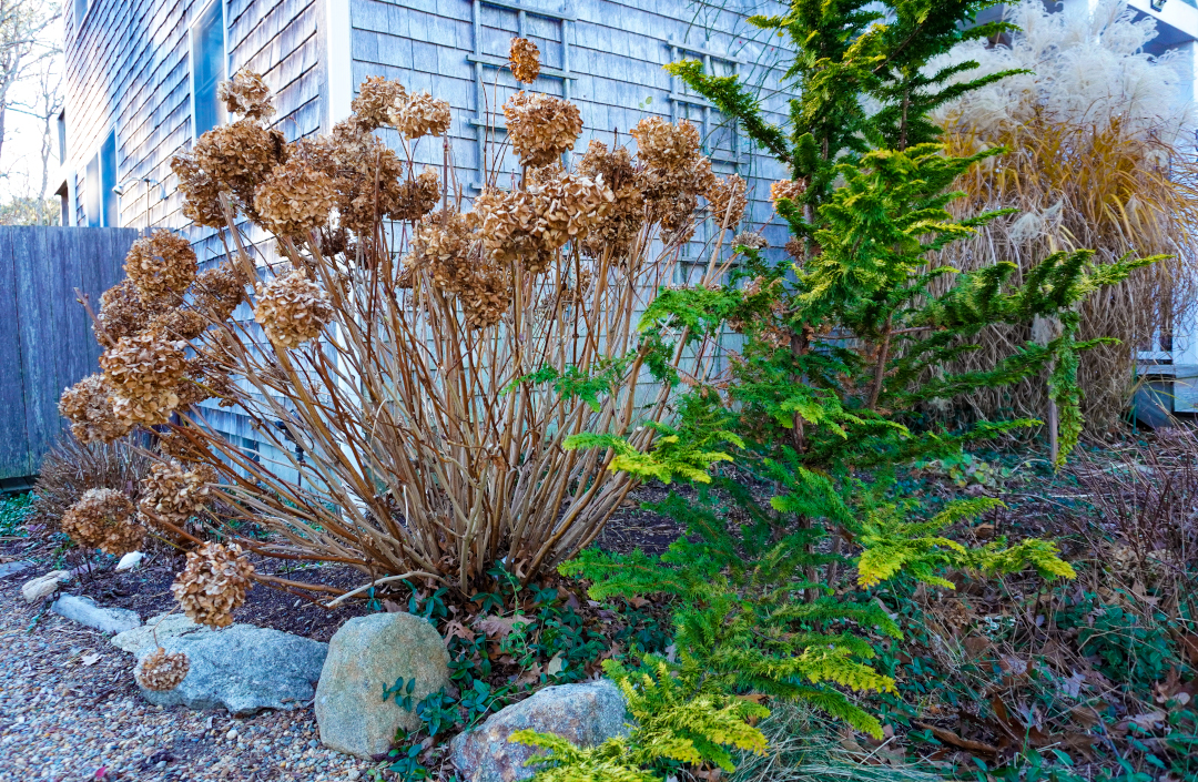 hydrangea, Hydrangea macrophylla, Miscanthus sinensis, Hinoki cypress, Chamaecyparis obtusa