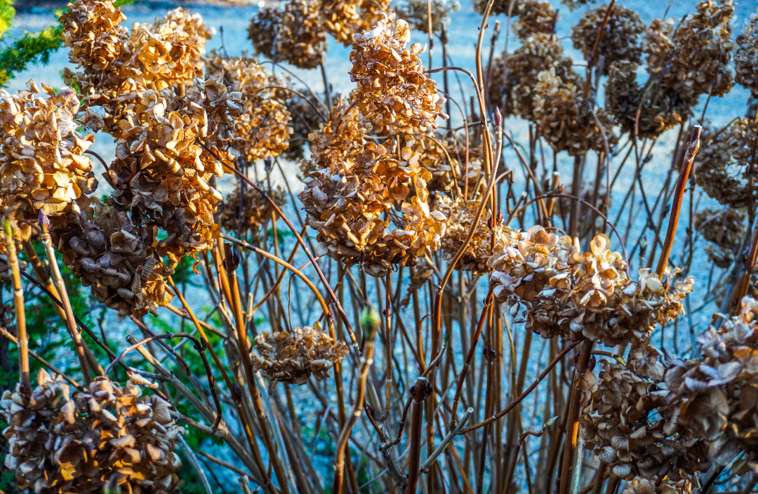 hydrangea flower heads catching the light.