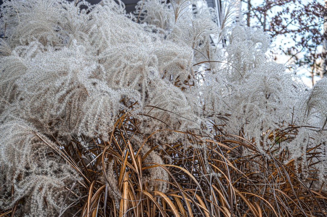 The seed heads of Miscanthus