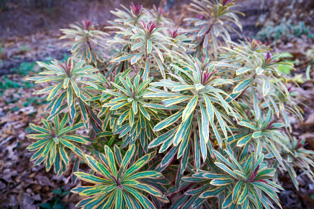 The beautiful leaves of Euphorbia ‘Ascot Rainbow’ (Zone 6 – 9)