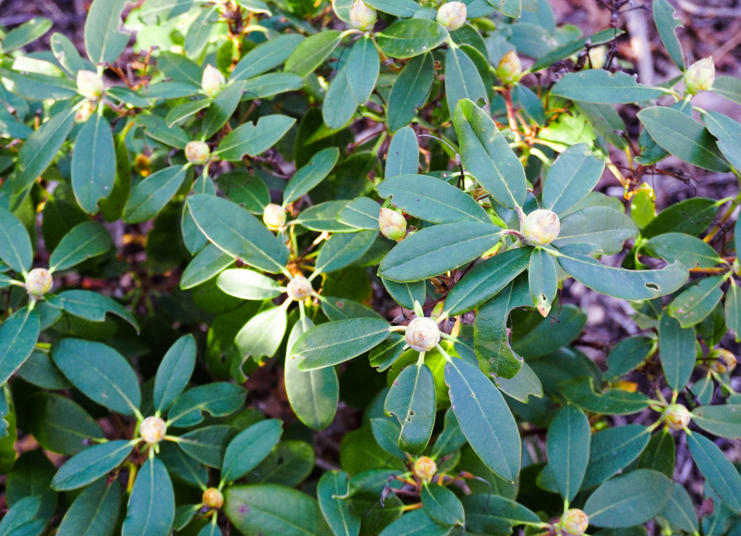 Fat flower buds on a Rhododendron