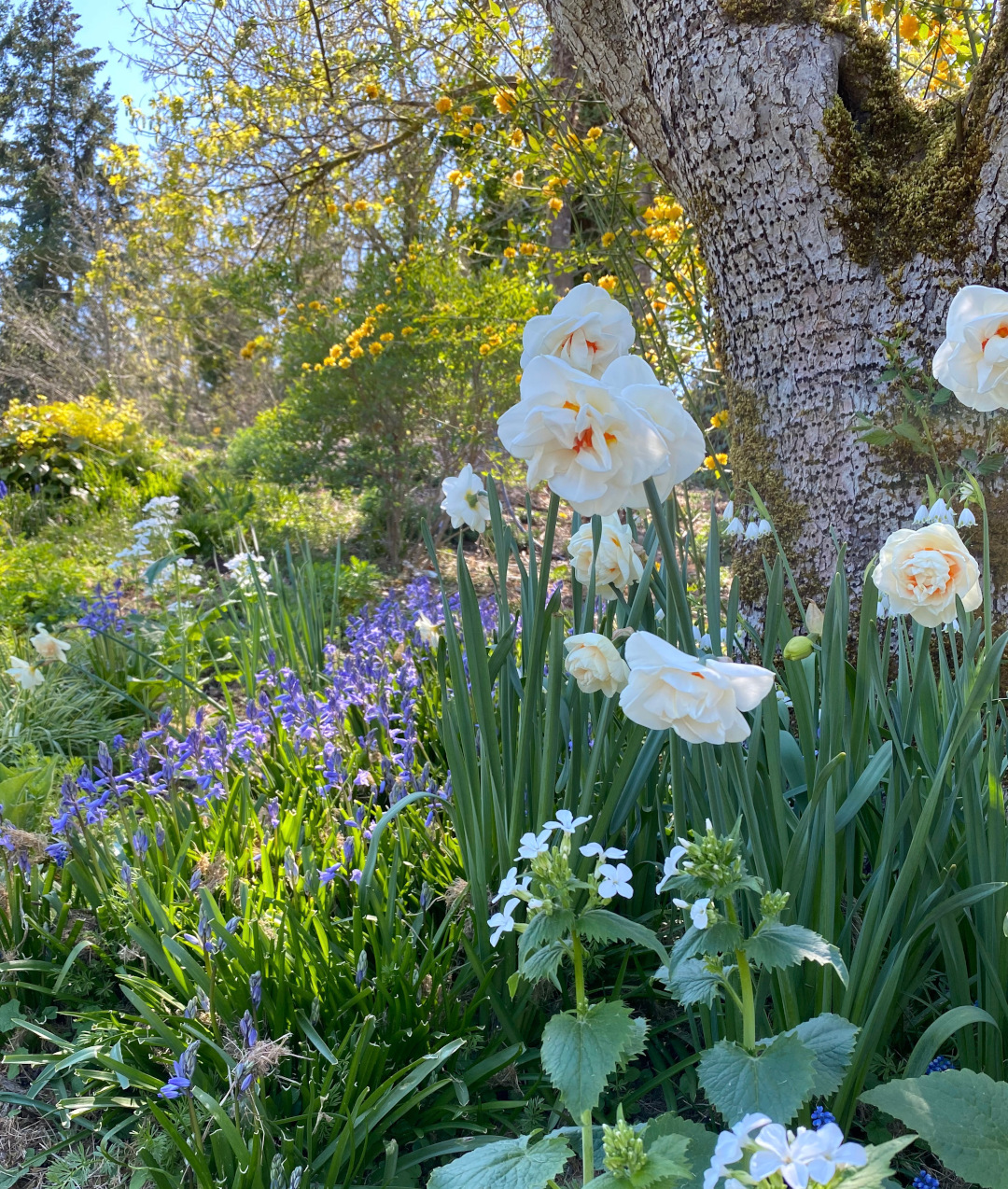 An old apple tree in mid-April with Narcissus, Spanish bluebell, Kerria japonica, White Lunaria annua, and Leucojum aestivum