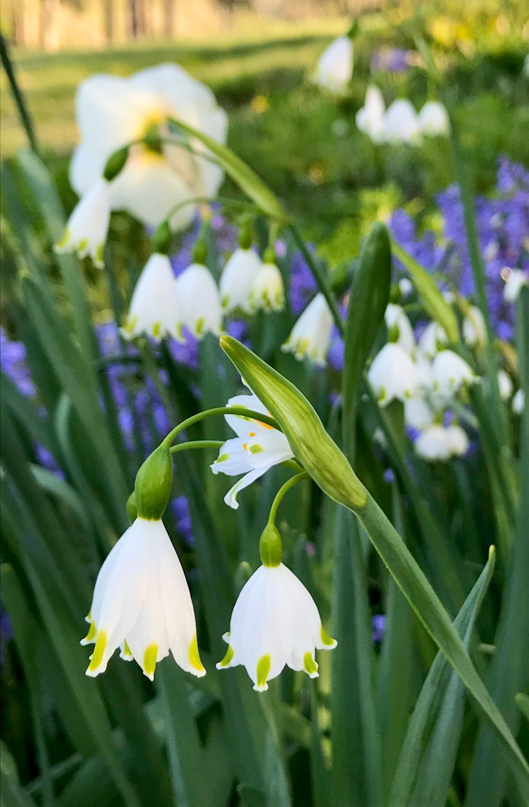 Beautiful Leucojum