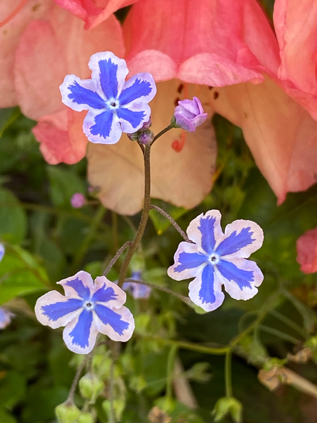 Omphalodes cappadocica ‘Starry Eyes’, Rhododendron ‘Shrimp Girl'