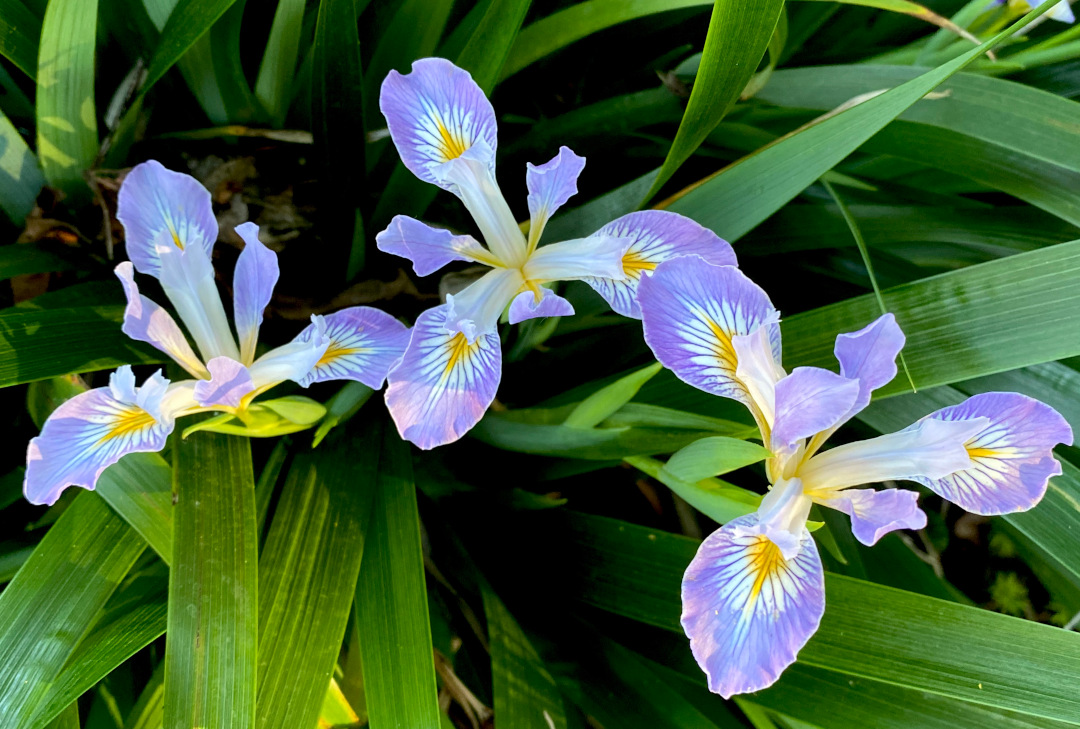 Iris douglasiana