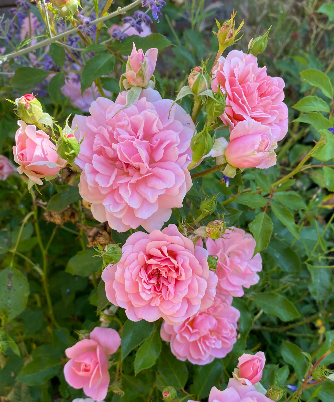 Delicate ‘Newport’ rose