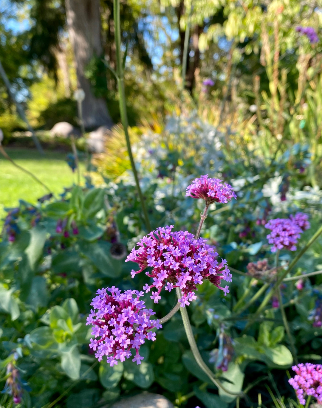 Verbena bonariensis and Cerinthe major (annual) at the beginning of October