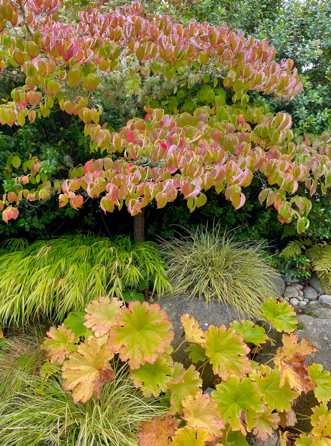 Cornus florida and Darmera peltata