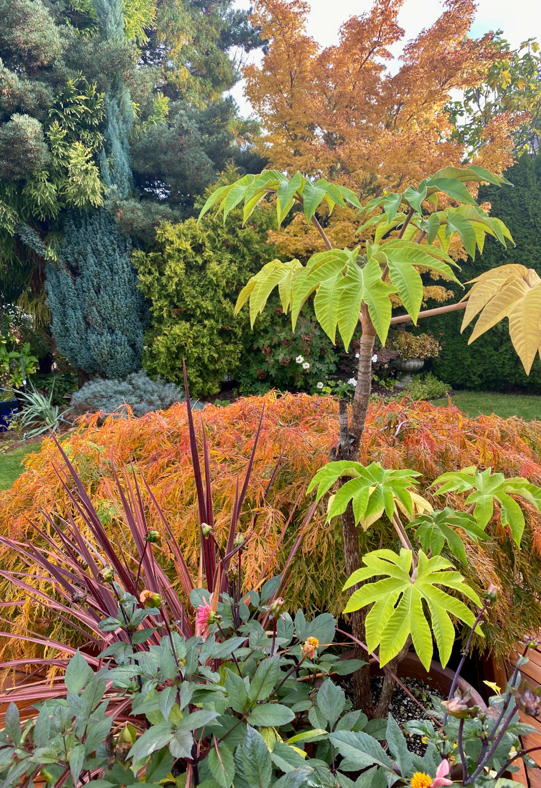 Japanese maples