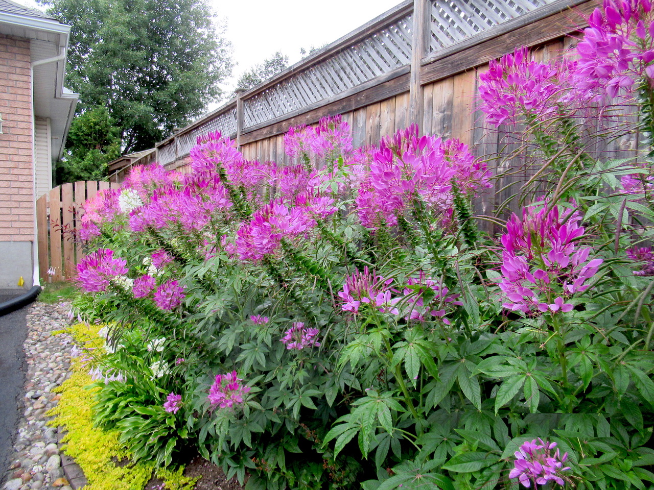 Cleome