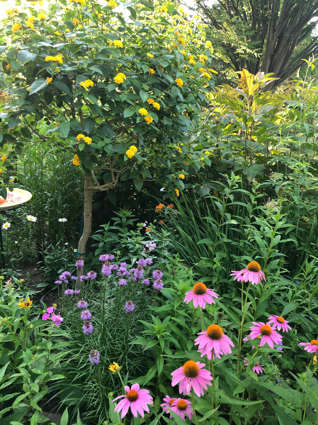 Lantanas