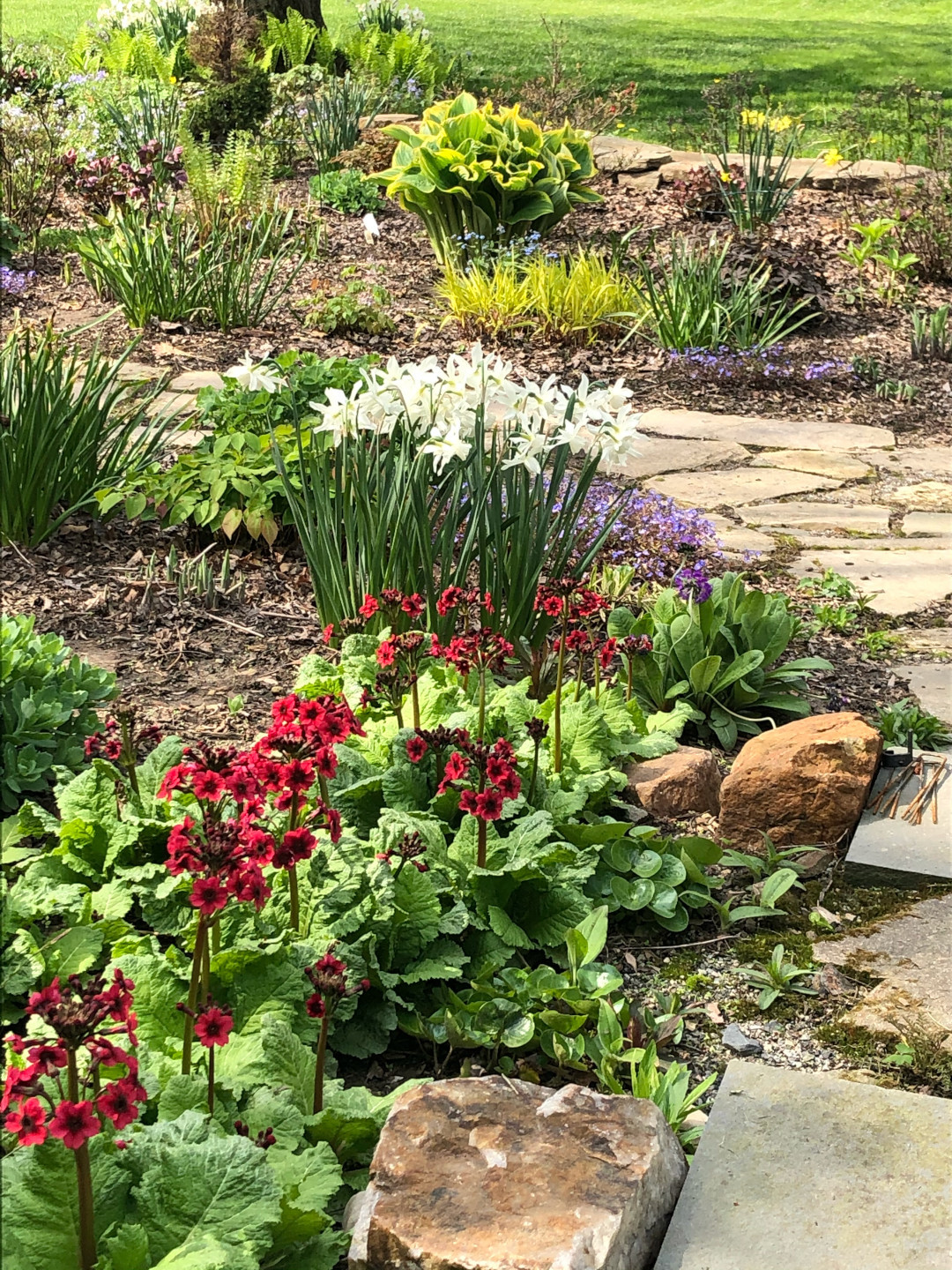 dark red primroses