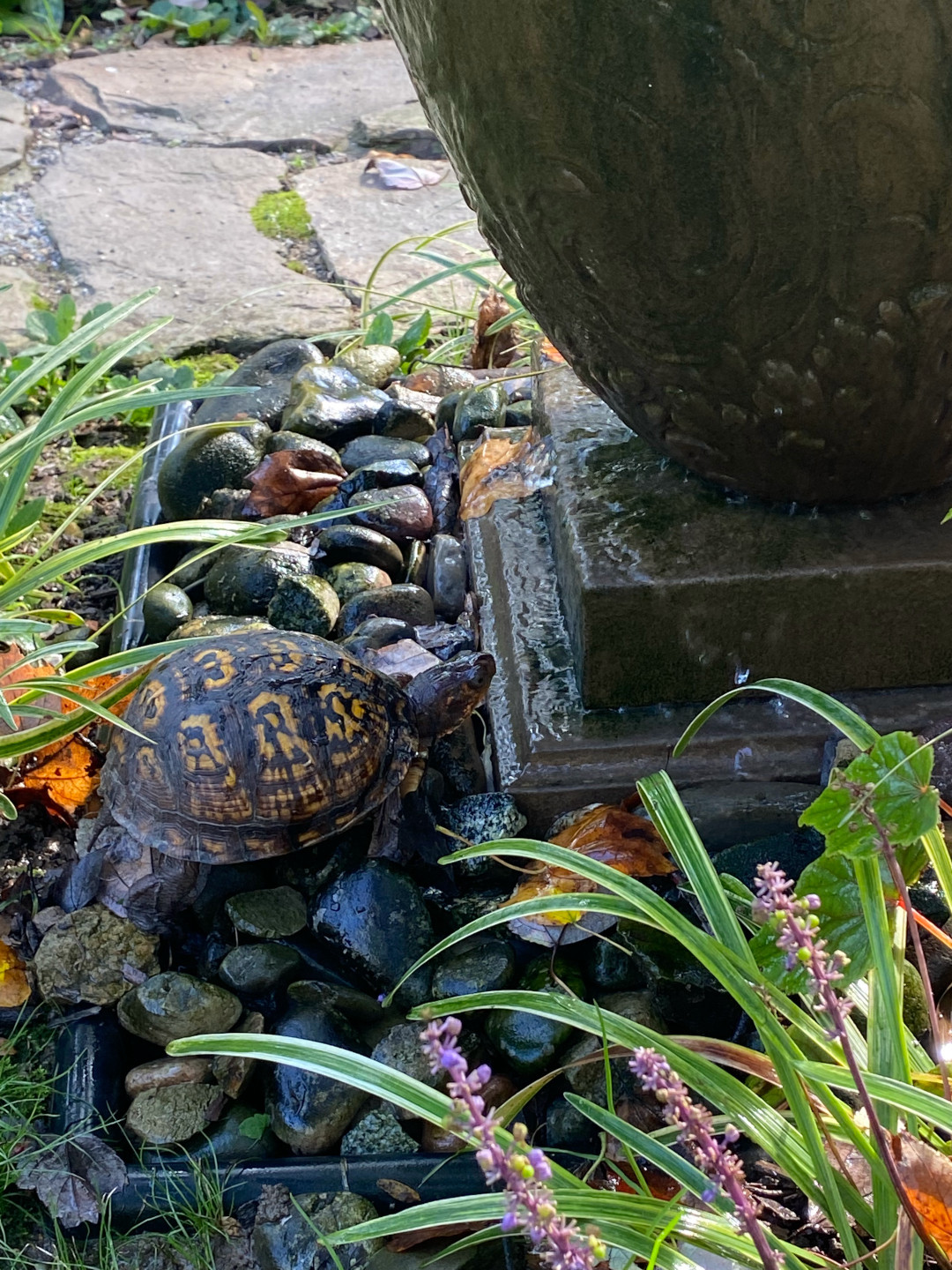 turtle on rocks in the garden