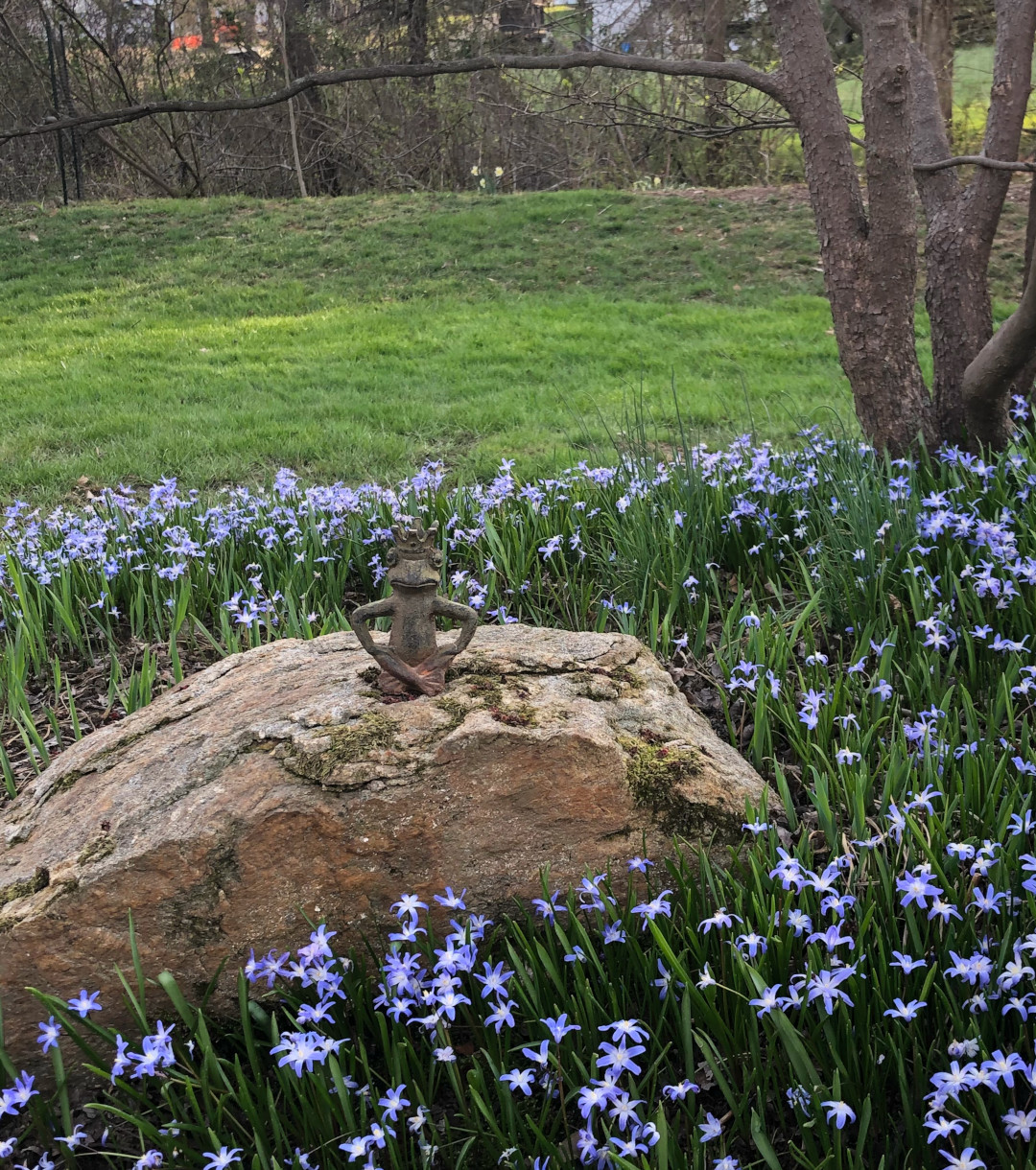 Clouds of blue flowers from glory of the snow