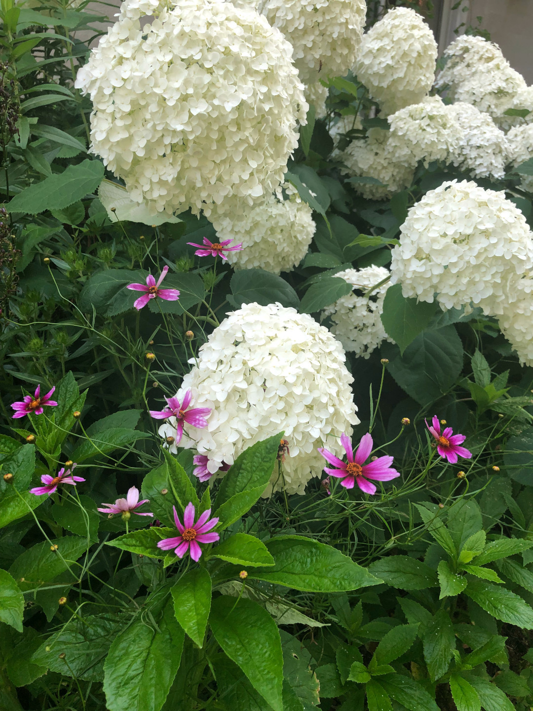 hydrangea