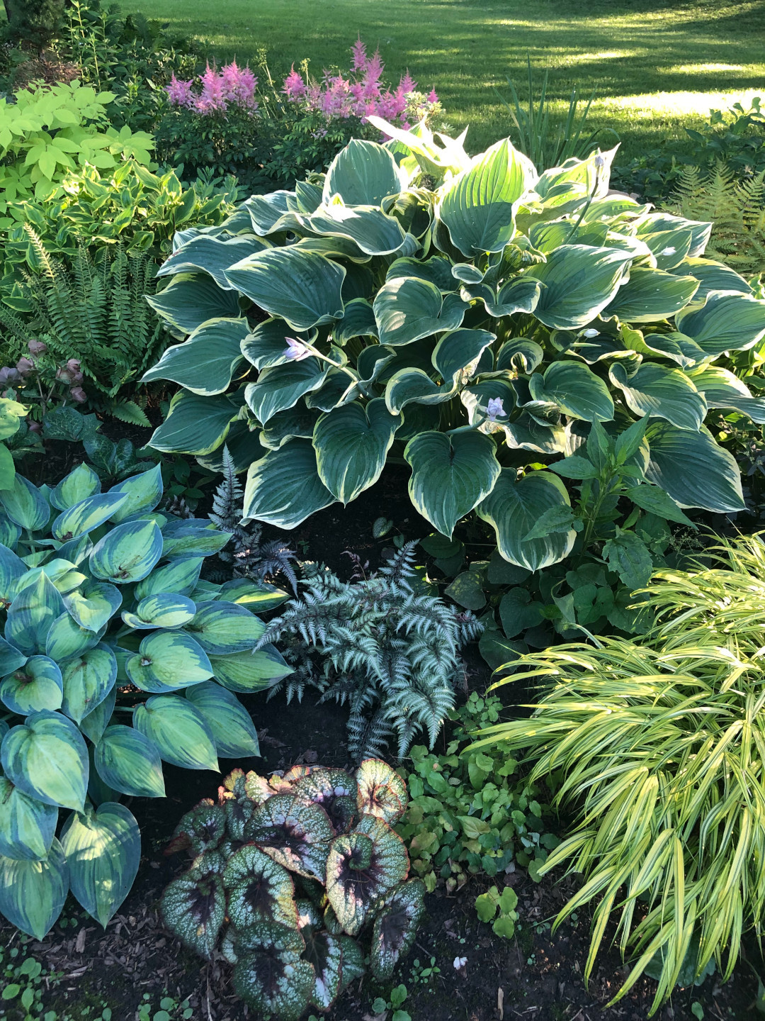 foliage in the shade garden