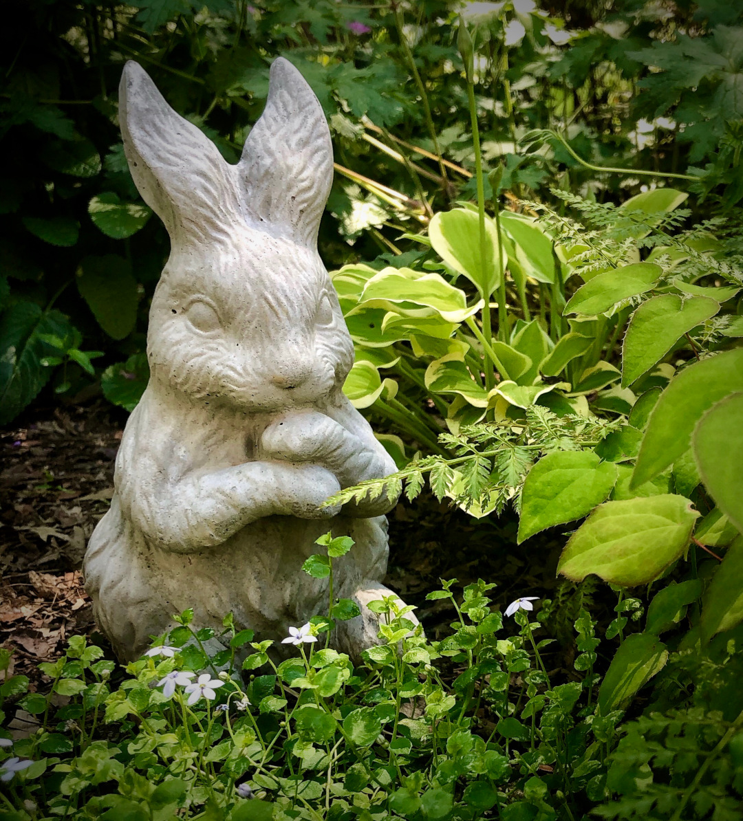 A little rabbit in the shade garden