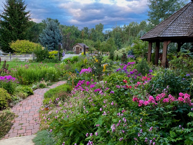 varying shades of scented phlox