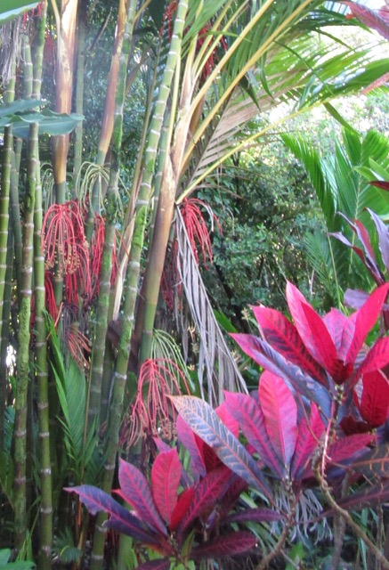 colorful foliage from croton